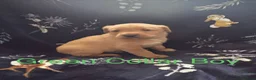 Labrador Retriever dogs for sale: KC Registered Labrador Puppies - Advert 19