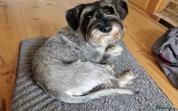 Schnauzer dogs for sale: SOLD - 14mo female P/S Standard Schnauzer - Advert 5