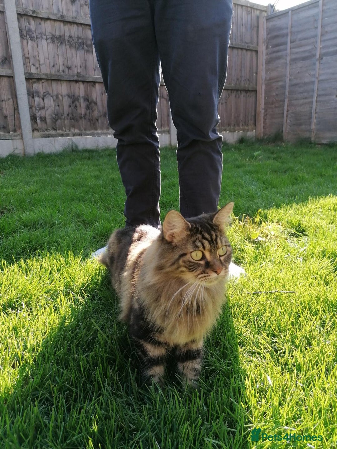 Siberian cats for sale: Fruzia - Siberian cat - Advert 7