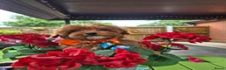 Maltipoo dogs for sale: F1B Maltipoo Rare Colours DNA Tested  - Advert 7