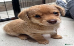 Mixed Breed dogs for sale: F1 dameranians  - Image 4