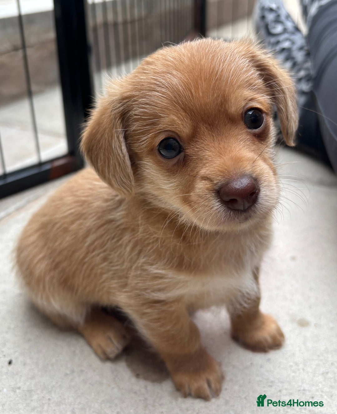Mixed Breed dogs for sale: F1 dameranians  - Image 4
