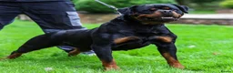 Rottweiler dogs for sale: 🤩 Elite Level XXL Rottweiler puppies 🤩 - Advert 19