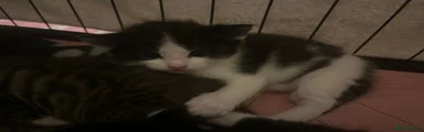 Mixed Breed Kitten 4