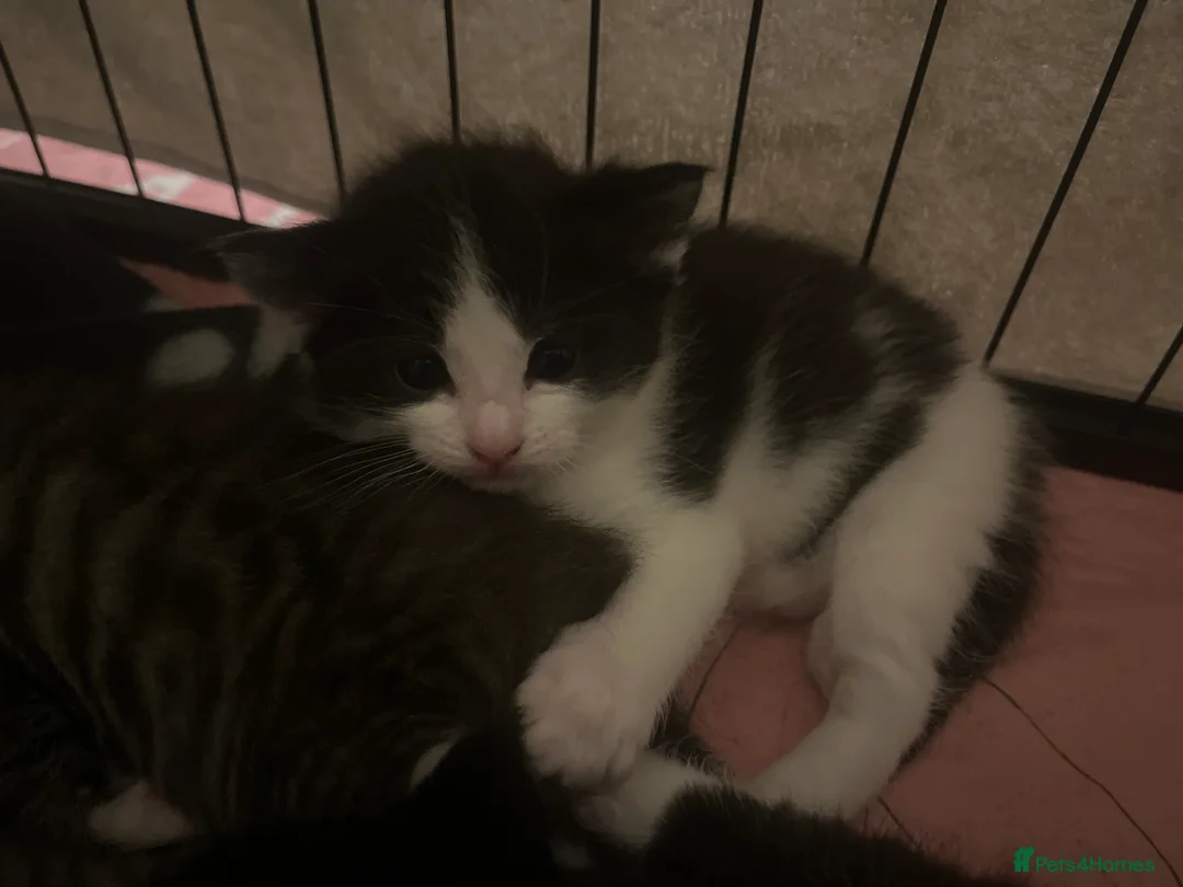 Mixed Breed cats for sale: 4 x Beautiful Mixed Breed Ragdoll Kittens  - Advert 2