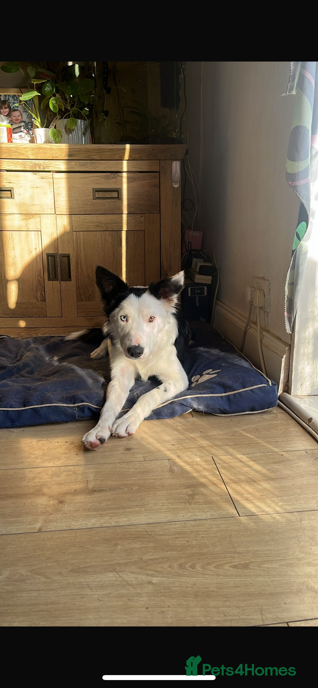 Border Collie dogs for sale: Atlas, beautiful border collie - Image 4
