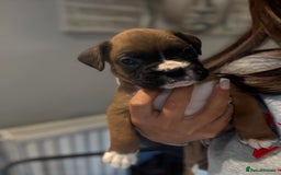 Boxer dogs for sale: Gorgeous Kc Boxer Puppies - Image 19
