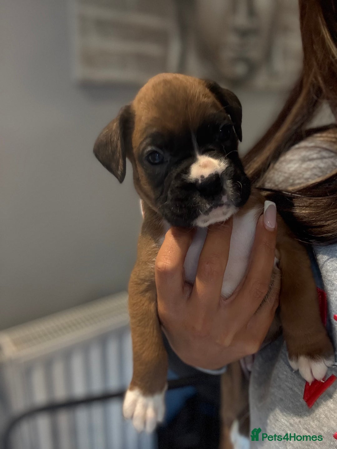 Boxer dogs for sale: Gorgeous Kc Boxer Puppies - Image 19