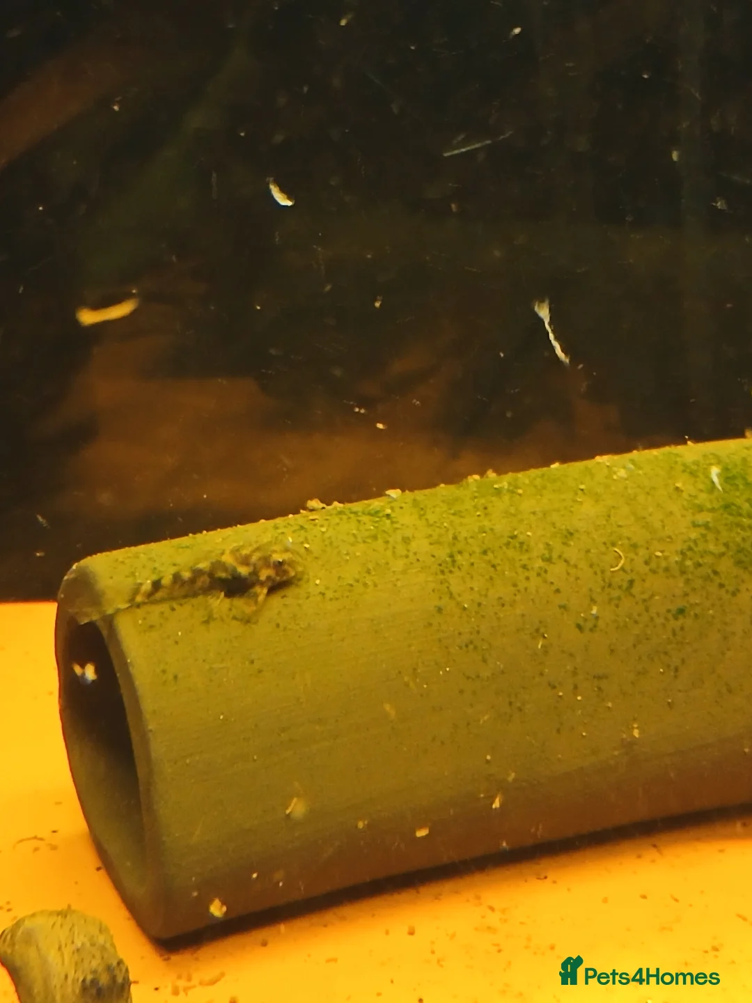 Plecos fish for sale: L528 Rio Paraguay Pleco - Advert 6