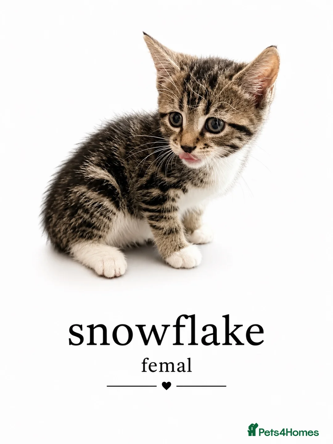 Mixed Breed cats for sale: Mix Bengal kittens - Advert 11