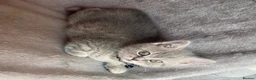Scottish Fold cats for sale: Beautiful Scottish straights READY NOW  - Advert 33