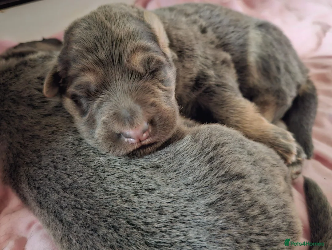 German Shepherd dogs for stud: Kc health tested solid isabella gsd in Bedford - Advert 30