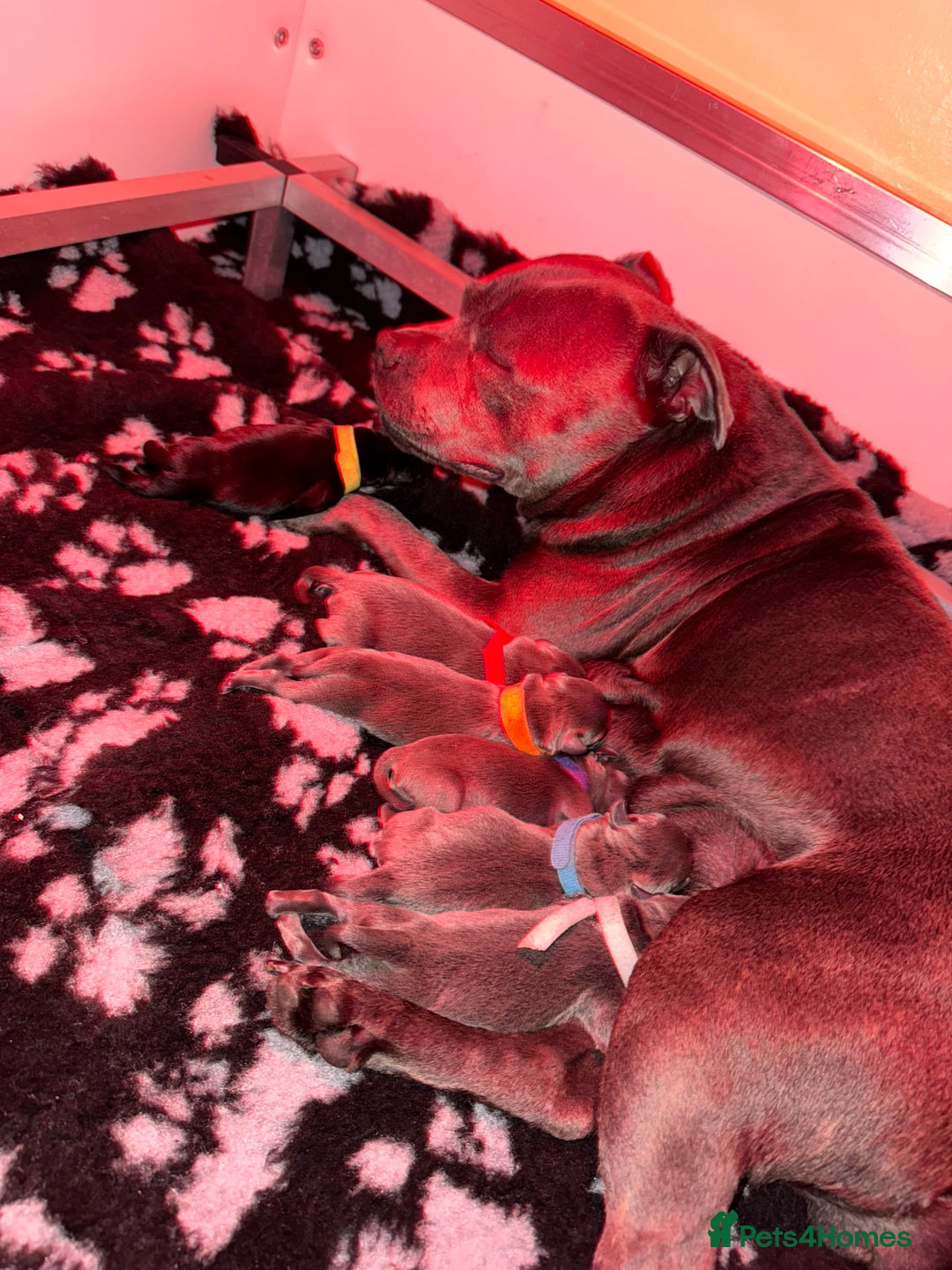 Staffordshire Bull Terrier dogs for sale: 🏆4 multi int champion Zeus Kante Pups for sale 🏆 - Image 3