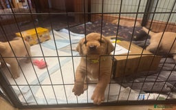 Labrador Retriever dogs for sale: 6 Pedigree Fox Red Labrador Puppies - Image 19