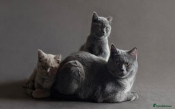 British Shorthair cats for sale: Cute British Shorthair Kittens - Image 6