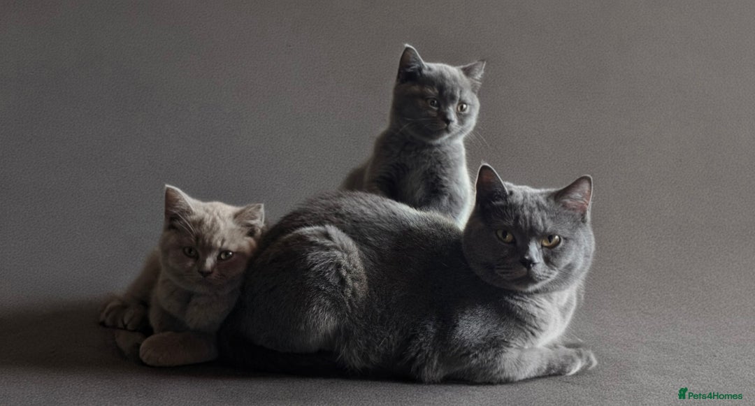 British Shorthair cats for sale: Cute British Shorthair Kittens - Image 6