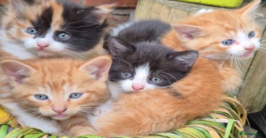 Mixed Breed cats - Advert 13