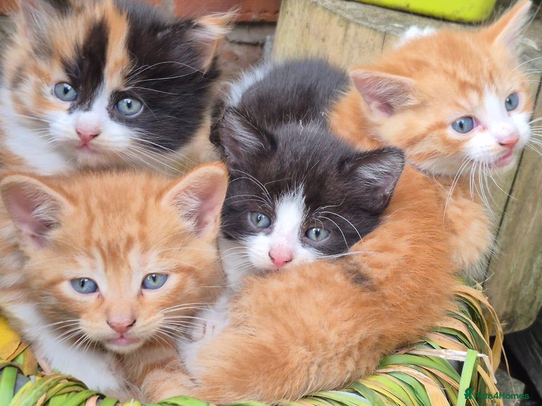 Mixed Breed cats for sale: Stunning Gingerbread male kitten - Image 3