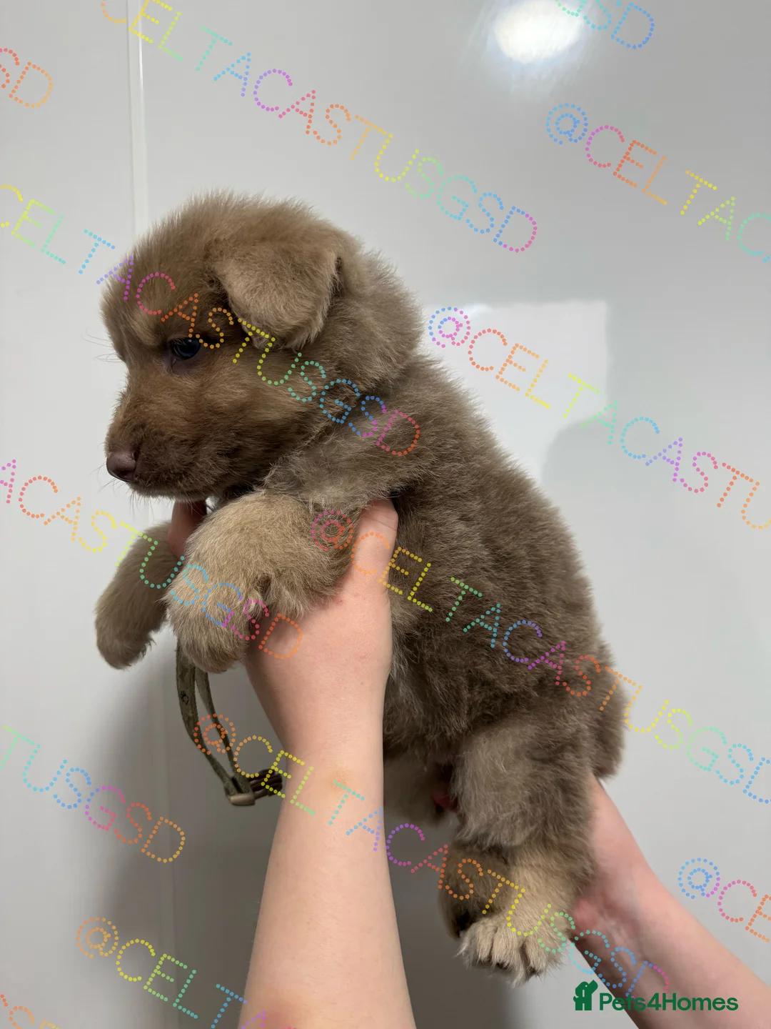German Shepherd dogs for sale: Kcreg white blue and Isabella German shepherd pups - Advert 14