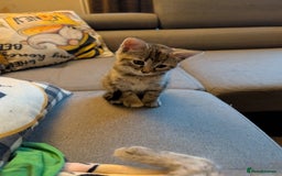Ragdoll cats for sale: Ragdoll/Persian mixed kitties - Image 5