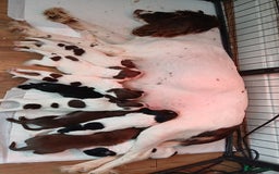 Sprocker dogs for sale: Beautiful litter of sprocker puppies - Image 2