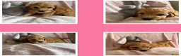Cavapoo dogs for sale: Gorgeous F1B Cavapoo puppies - Advert 33