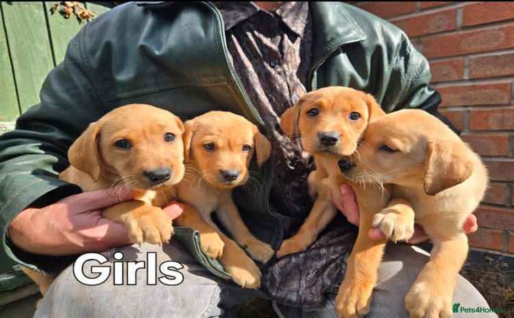 Labrador Retriever dogs - Advert 3
