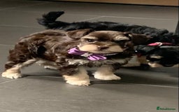 Miniature Schnauzer dogs for sale: 5* Licensed KC Toy Chocolate Schnauzers - Image 8