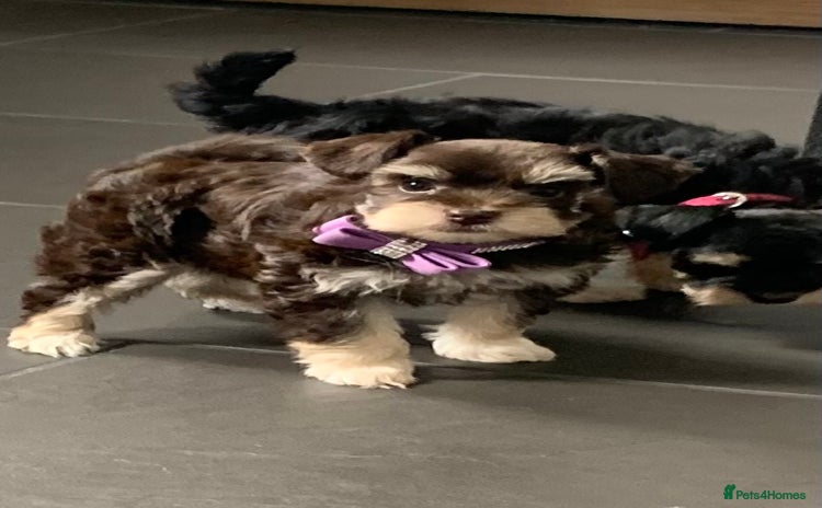 Miniature Schnauzer dogs - Advert 1