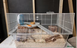 Hamster rodents for sale: Gorgeous male hamster with cage and full set up - Image 7