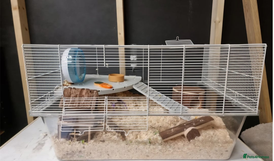Hamster rodents for sale: Gorgeous male hamster with cage and full set up - Image 7