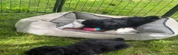 Mixed Breed dogs for sale:  STUNNING RARE  PHANTOM TOY X MINITURE POODLE - Advert 1