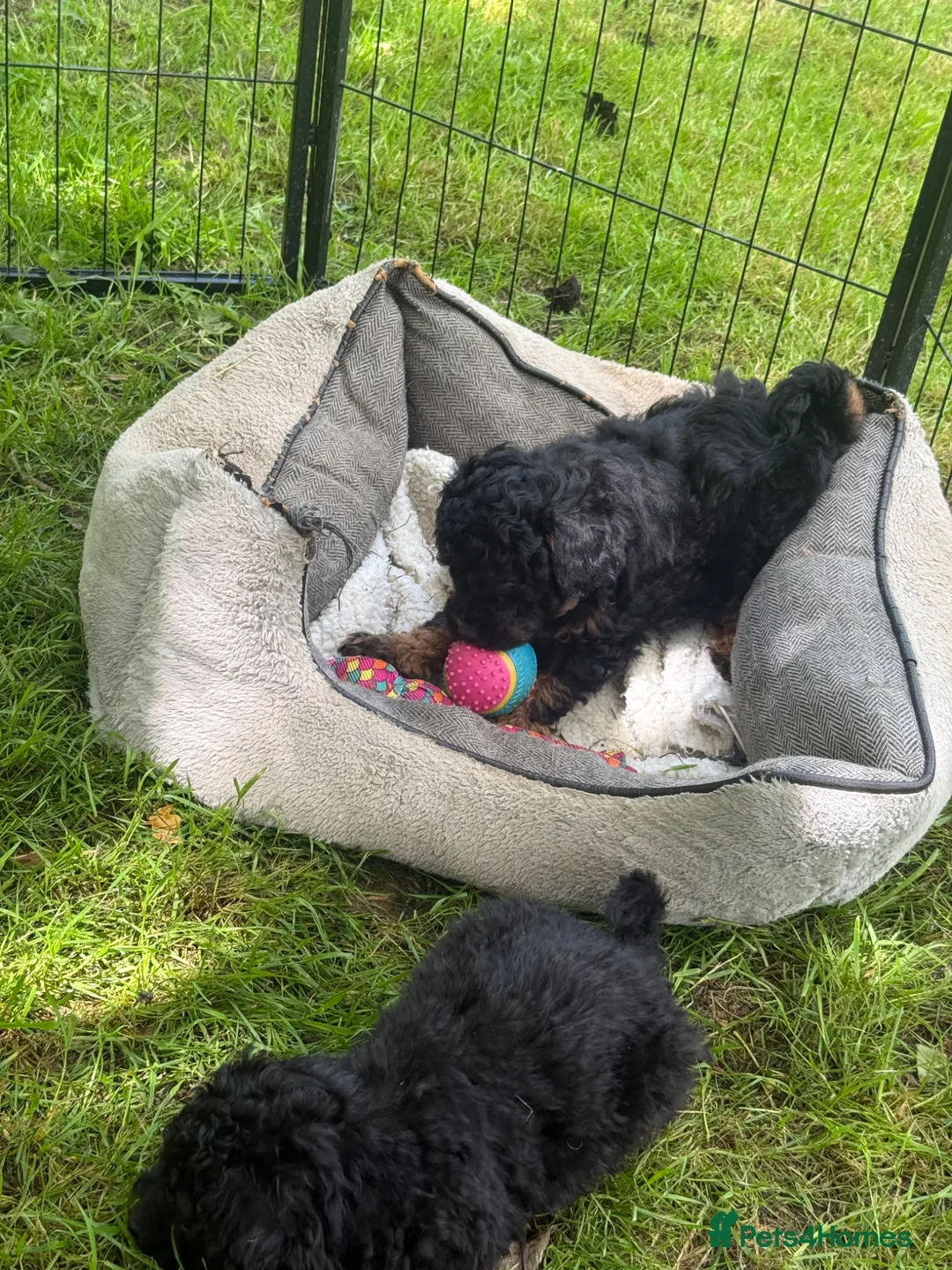Mixed Breed dogs for sale:  STUNNING RARE  PHANTOM TOY X MINITURE POODLE - Advert 1