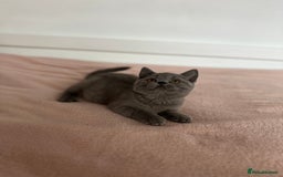 British Shorthair cats for sale: ChampionLine Kittens ready now  - Image 15