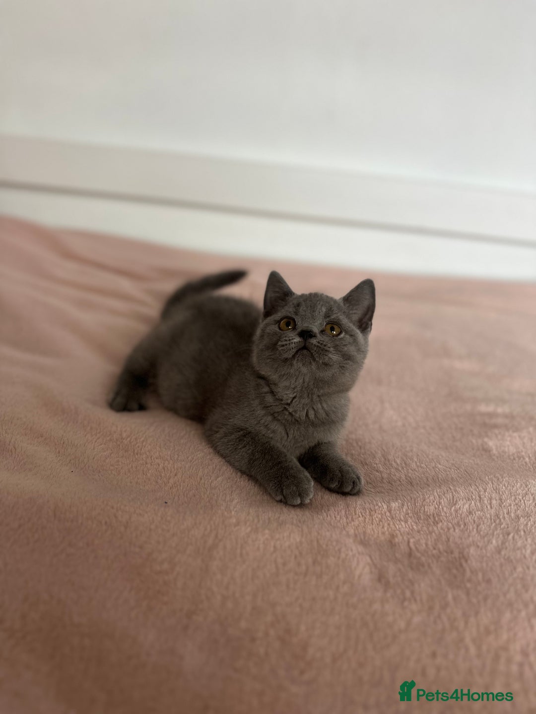 British Shorthair cats for sale: ChampionLine Kittens ready now  - Image 15