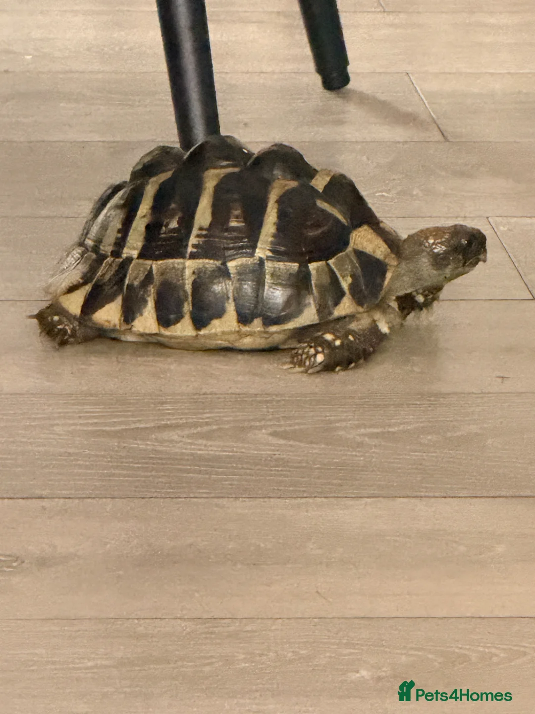 Tortoise reptiles for sale: Tilly the tortoise  in London - Advert 3