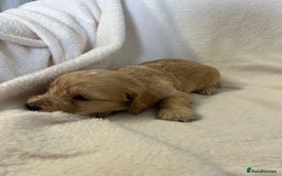 Cockapoo dogs for sale: Stunning cockapoo puppies  - Image 18