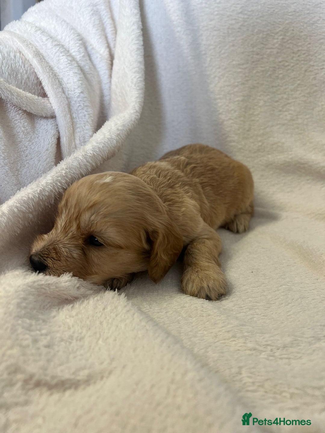 Cockapoo dogs for sale: Stunning cockapoo puppies  - Image 18
