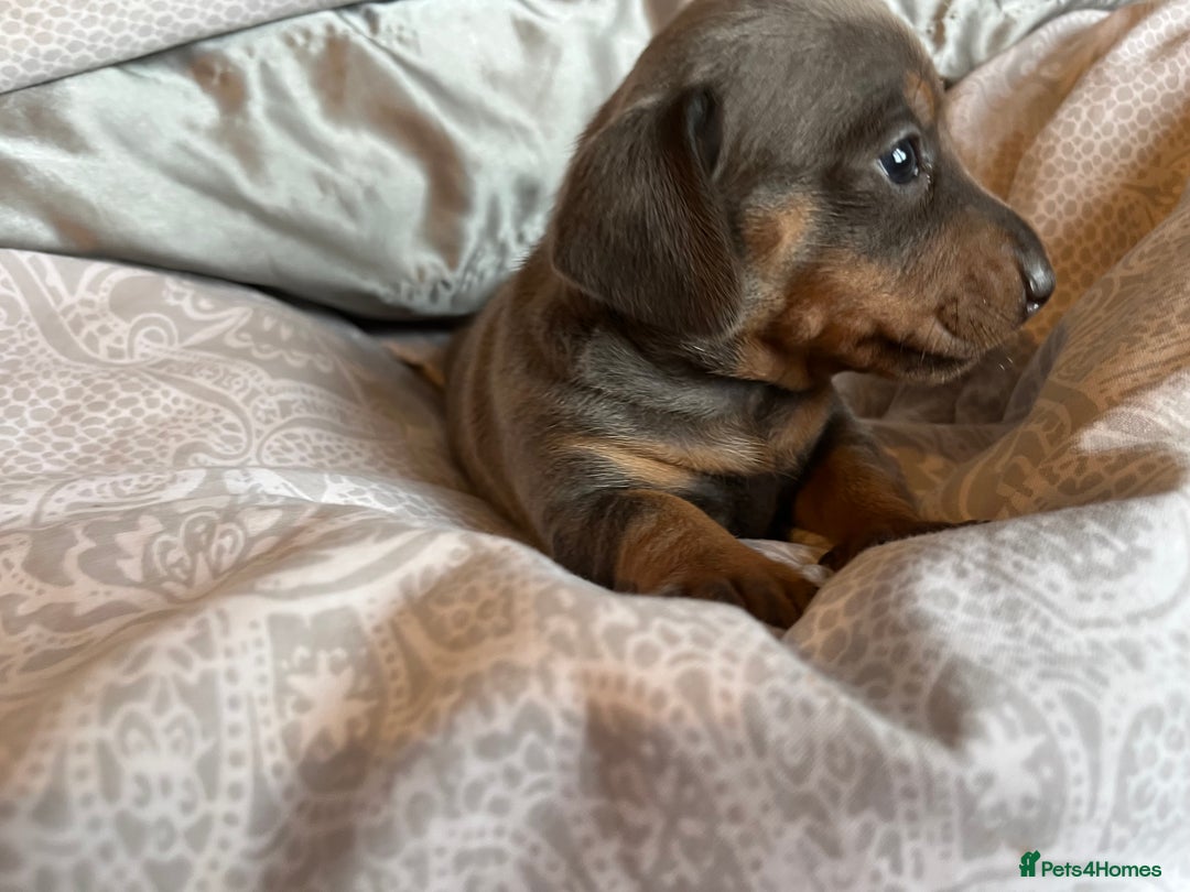 Dachshund dogs for sale: Stunning Dachshunds Ready to View - Advert 2