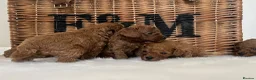 Cavapoo dogs for sale: Stunning deep red TOY cavapoo pups - Advert 31