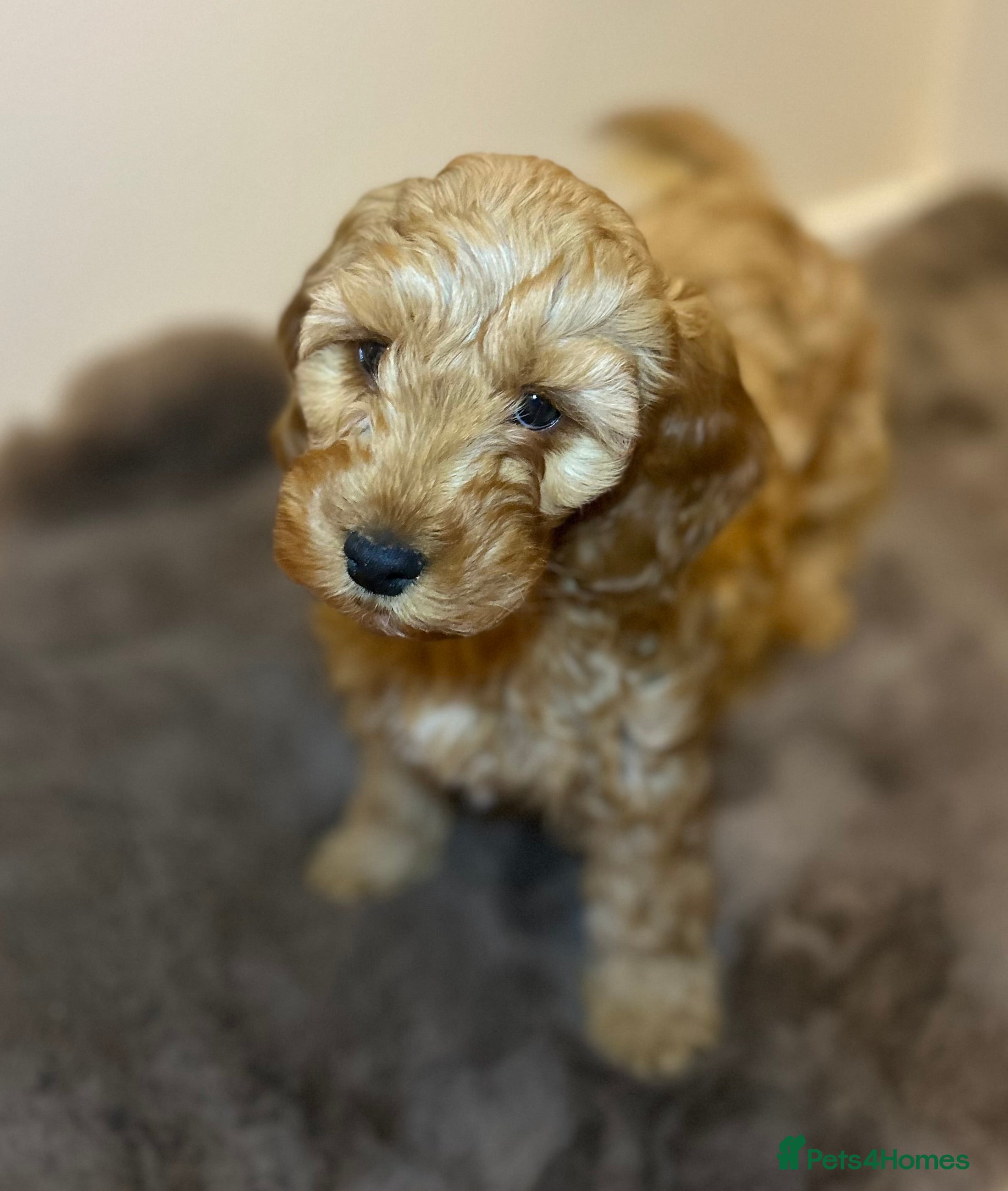 Cockapoo dogs 2 lovely Cockapoo puppies   - Advert 12