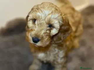 Cockapoo dogs 2 lovely Cockapoo puppies - Advert 12