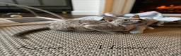 Devon Rex cats for sale: Exceptional FIFe Registered Devon Rex Kittens - Advert 2