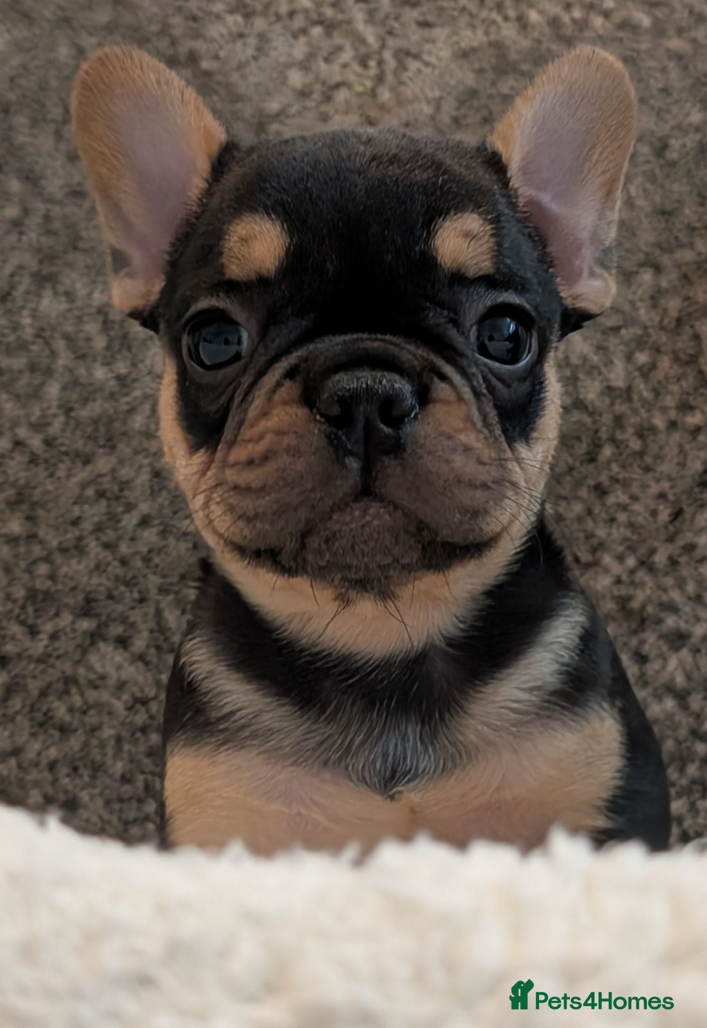 French Bulldog dogs Beautiful French Bulldogs - Advert 12