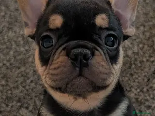 French Bulldog dogs Beautiful French Bulldogs - Advert 1
