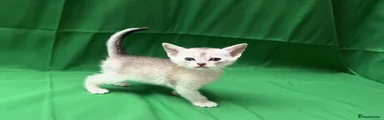 Abyssinian 3