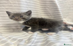 Mixed Breed cats for sale: Adorable 5-Week-Old Kittens Ready to Reserve - Image 4