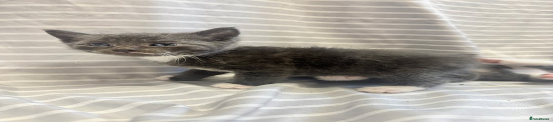 Mixed Breed Kitten 4