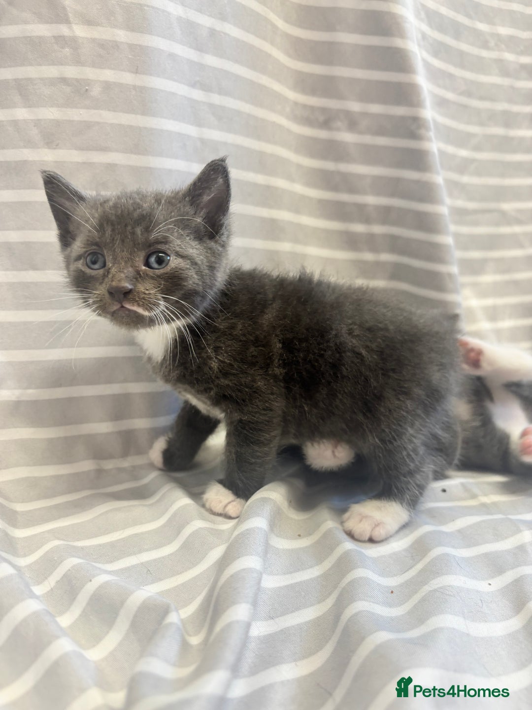 Mixed Breed cats for sale: Adorable 5-Week-Old Kittens Ready to Reserve - Image 4