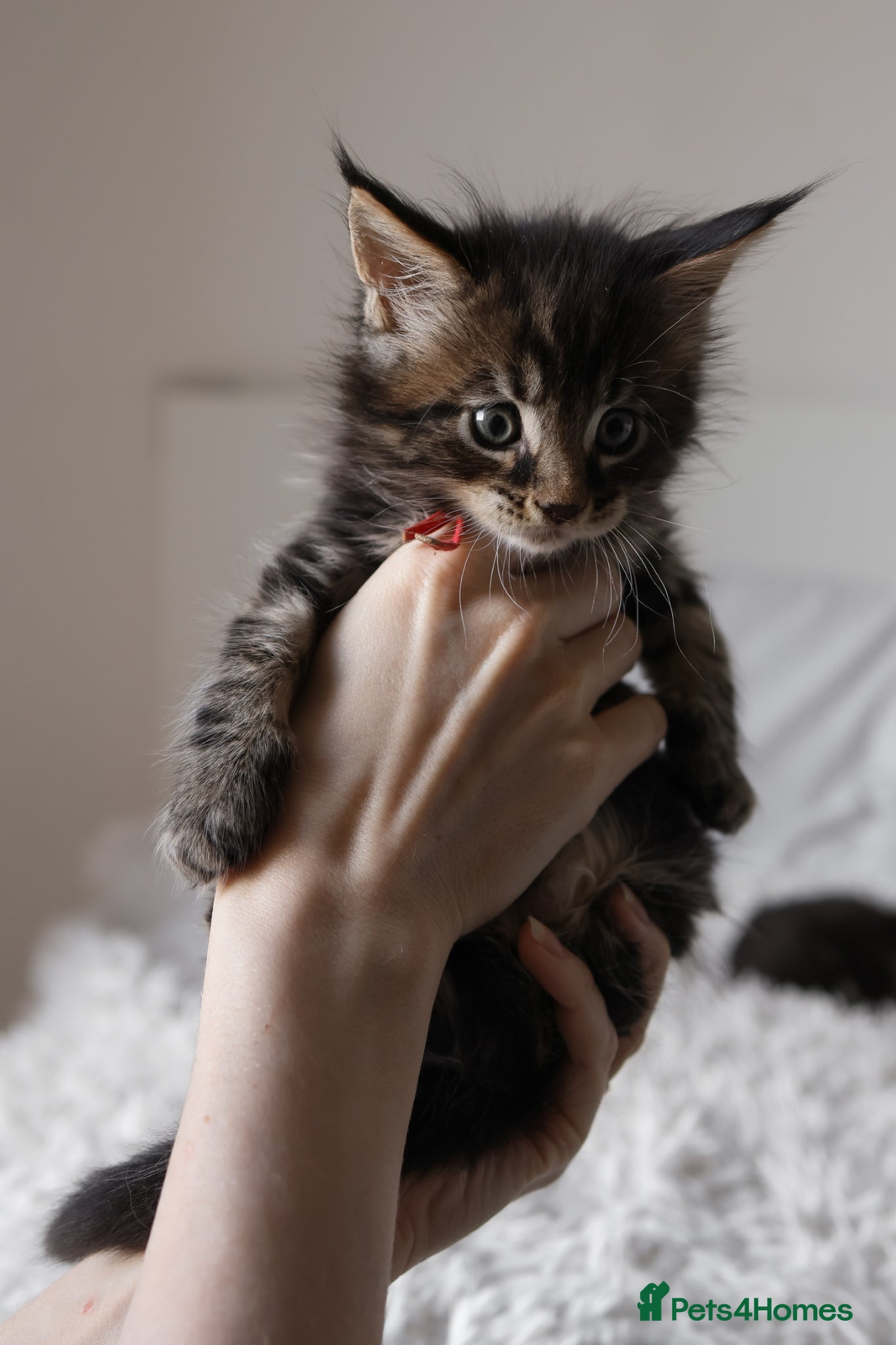 Maine Coon cats 3 Beautiful Russian import Maine coon kittens TICA - Advert 2